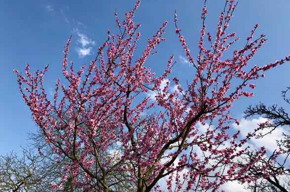 Exklusiv Sightseeing mit Taxi Minor Baden-Baden