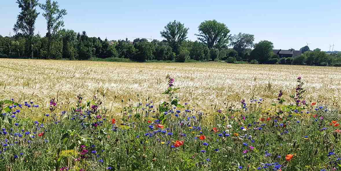 Sofort-Typ Allergie: Augentropfen lindern Beschwerden
