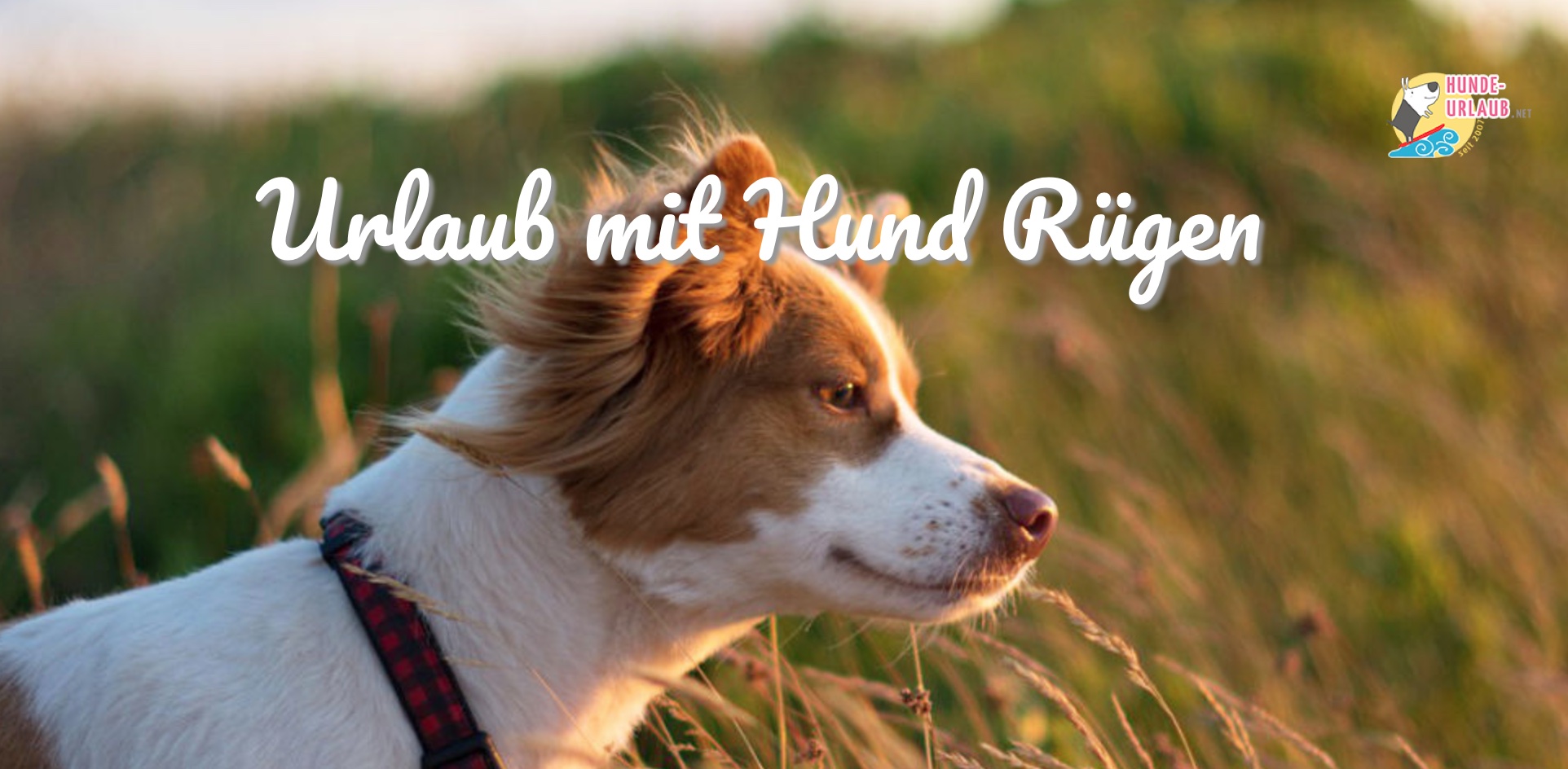 Traum Urlaub mit Hund auf Rügen