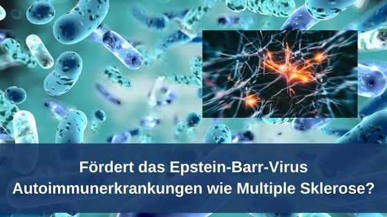 Fördert das Epstein-Barr-Virus Autoimmunerkrankungen wie Multiple Sklerose?