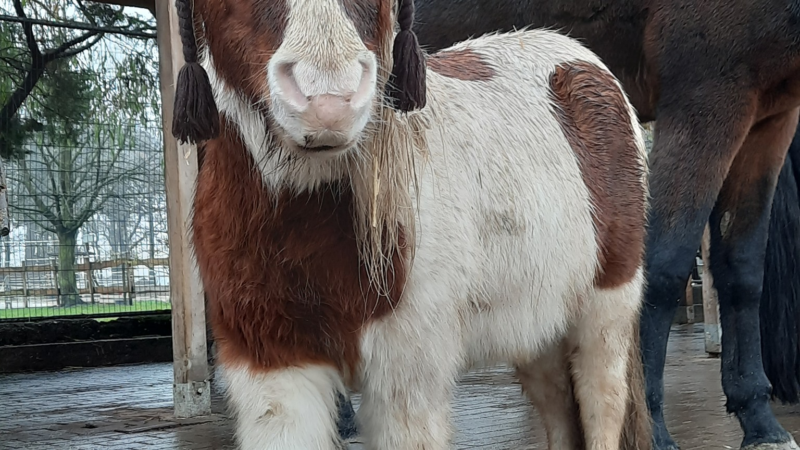 Tierische Weihnachtsaktion: Wärme schenken