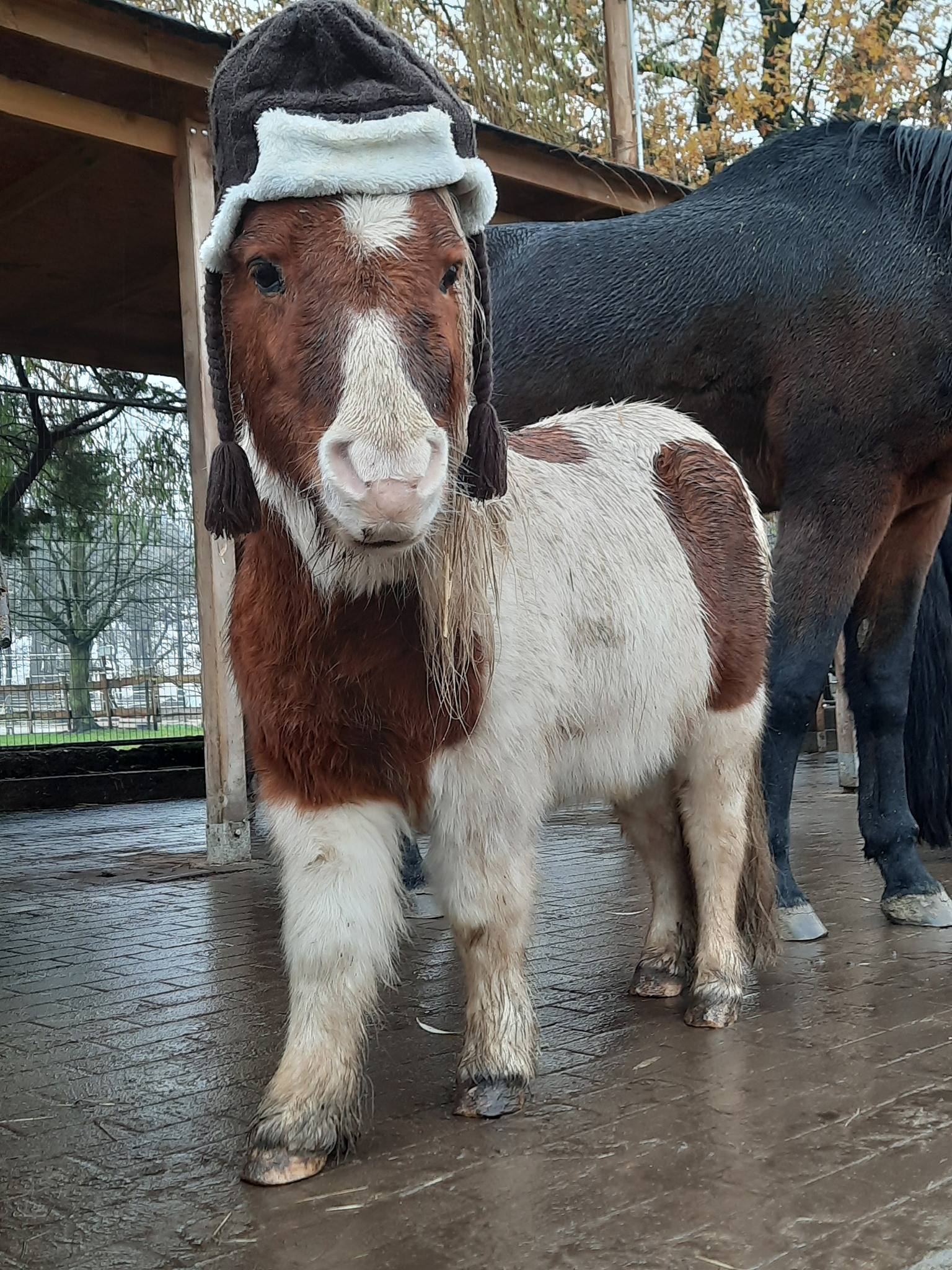 Tierische Weihnachtsaktion: Wärme schenken