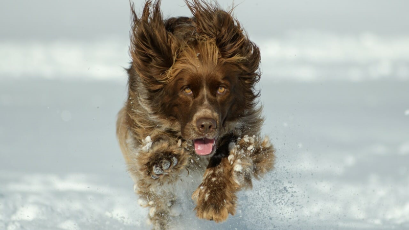 Urlaub im Schnee mit dem Hund