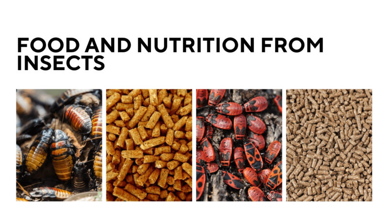 Food and nutrition from insects