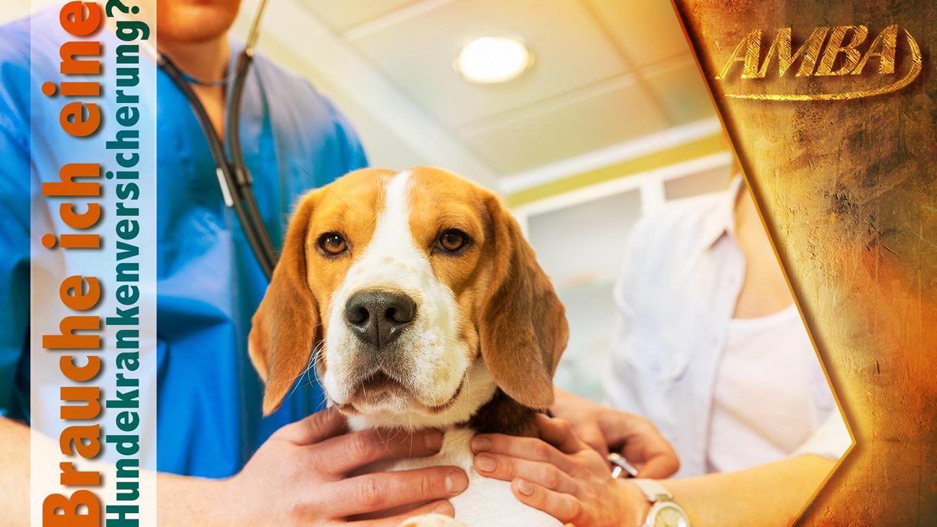 Die beste Hundekrankenversicherung