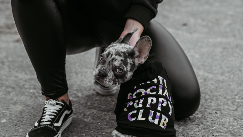 „Dogs Supreme“ Funktionale und modische Hundebekleidung