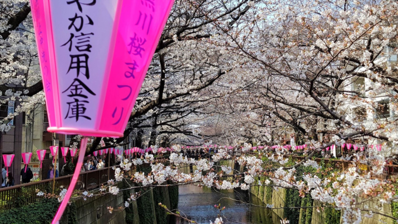 Deutsch-Japaner erklärt: Das steckt hinter der Kirschblüte