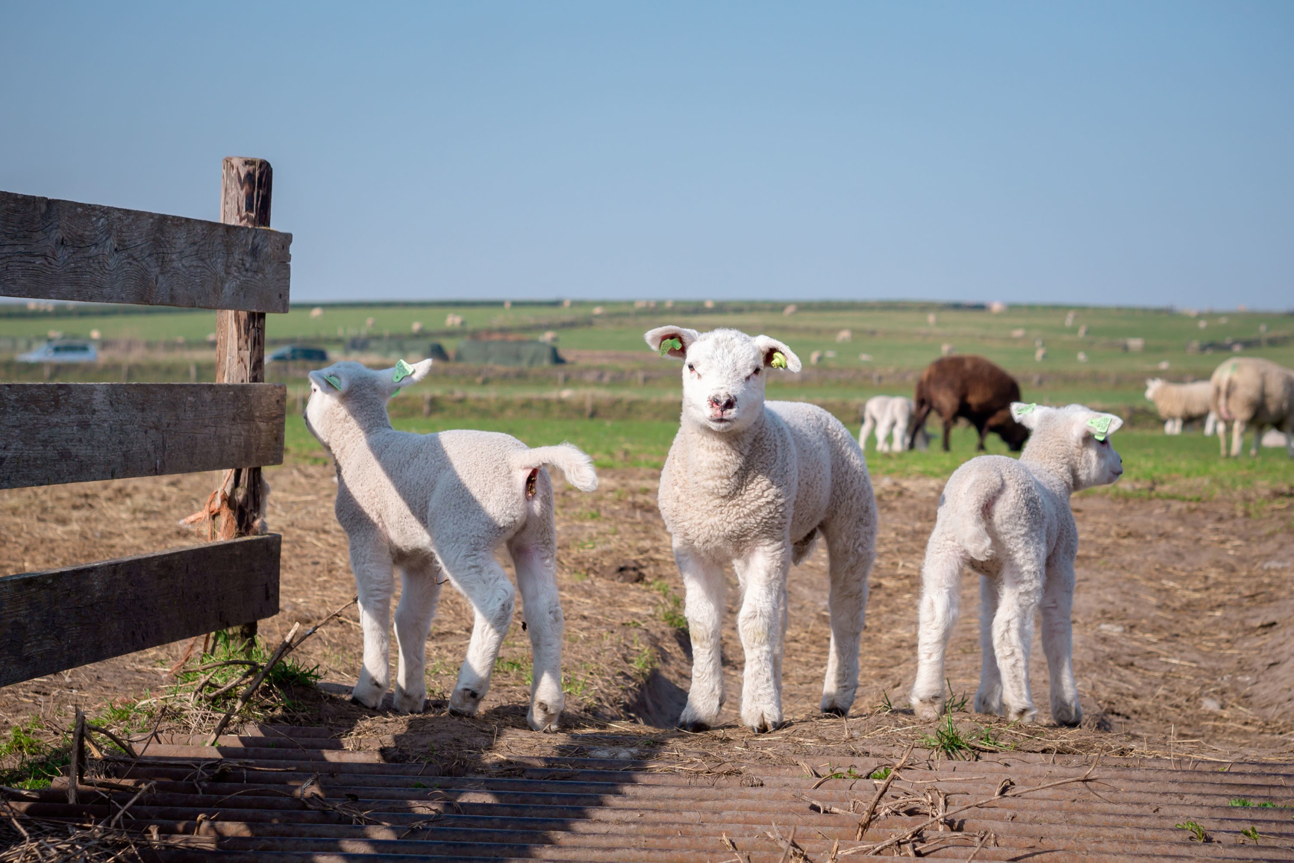 Texel entdecken: Neue Rad- und Wanderroute „Vom Hoge Berg zum Hafen“