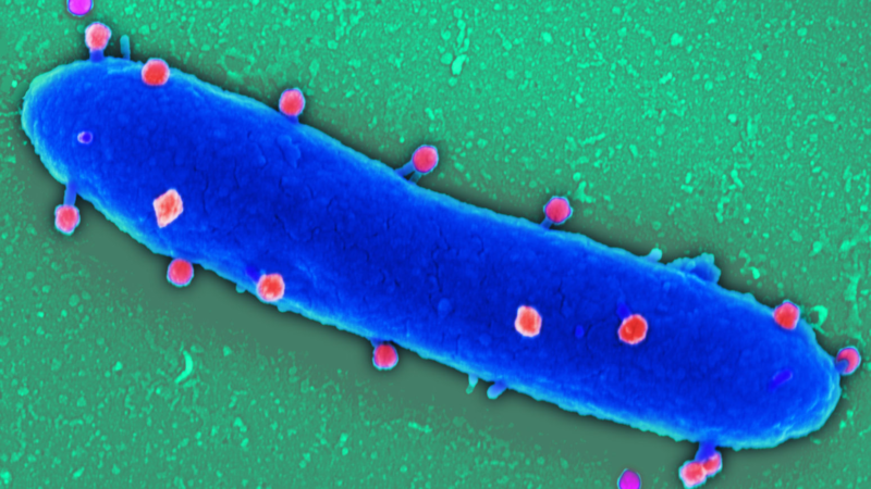 Phagen, Antibiotika-Resistenzen, MRE und neue Antibiotika – die leise Pandemie erkennen und bekämpfen