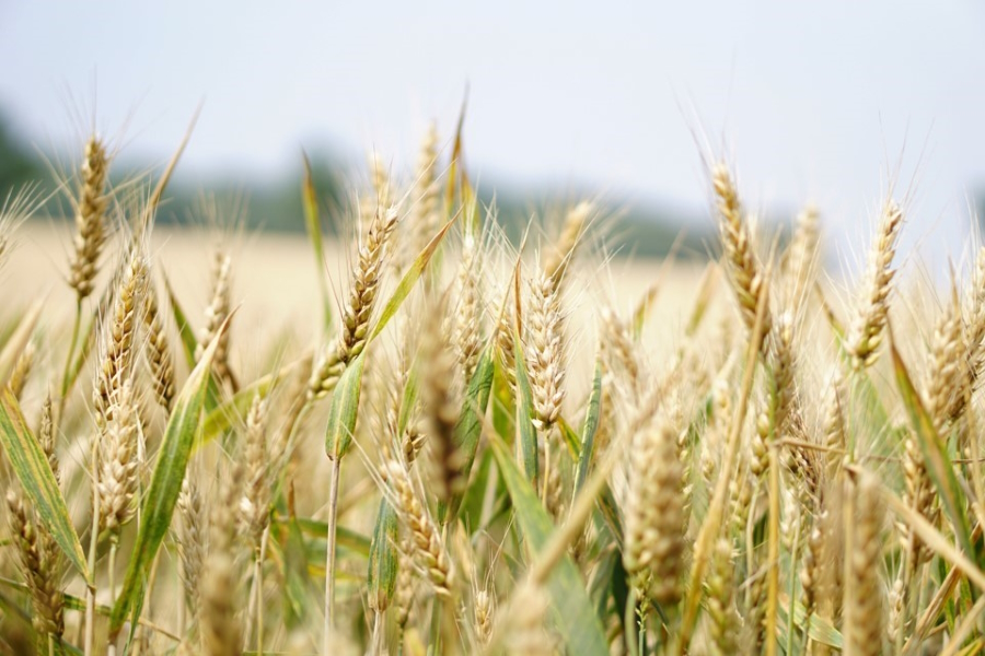 Save-the-Date: 2. Feldtag zur regenerativen Landbewirtschaftung auf Campus Klein-Altendorf am 1. Juni 2023