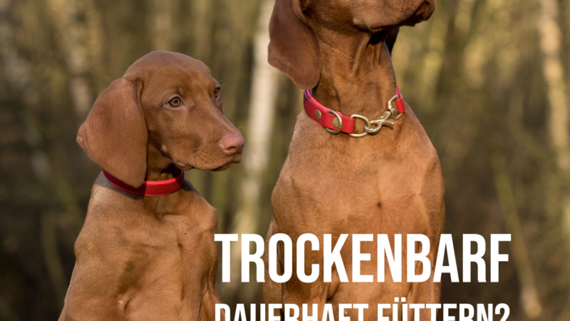 Dem Hund Trockenbarf als Alternative dauerhaft füttern?