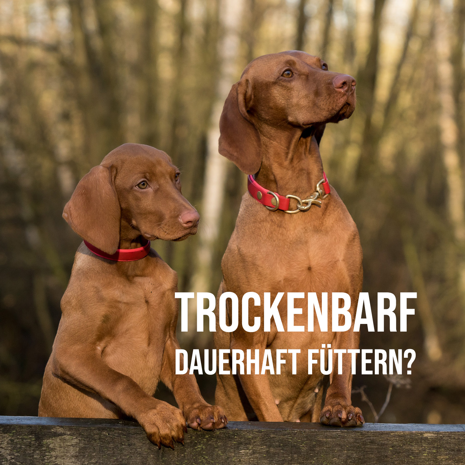 Dem Hund Trockenbarf als Alternative dauerhaft füttern?