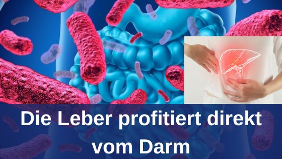 Die Leber profitiert direkt vom Darm