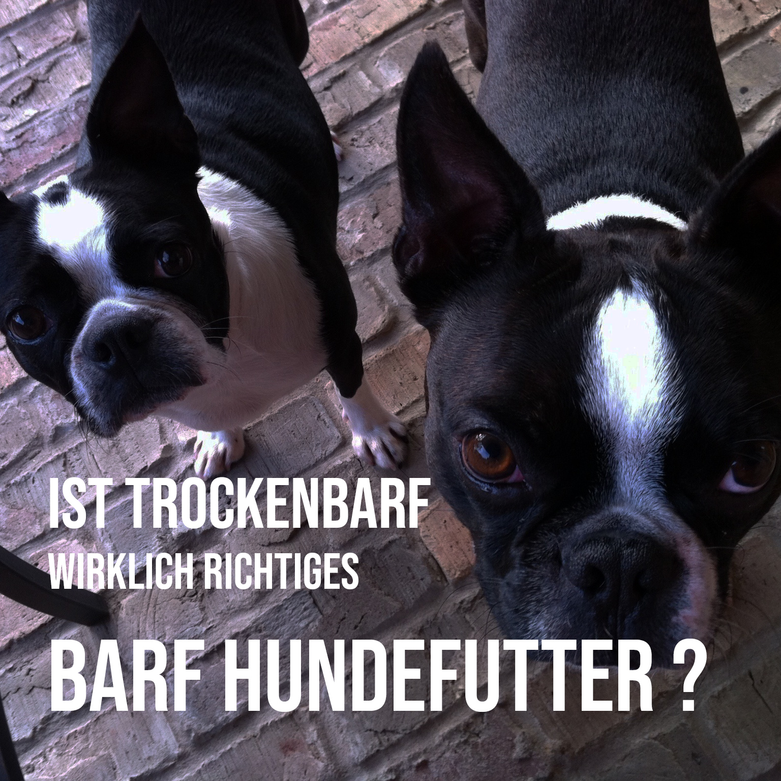 Ist Trockenbarf wirklich BARF Hundefutter oder Marketing?