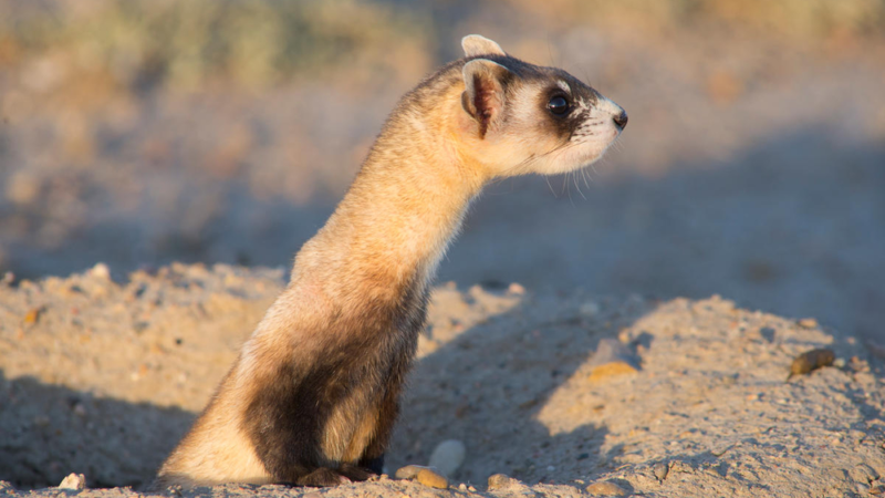 Jackery kooperiert mit dem WWF