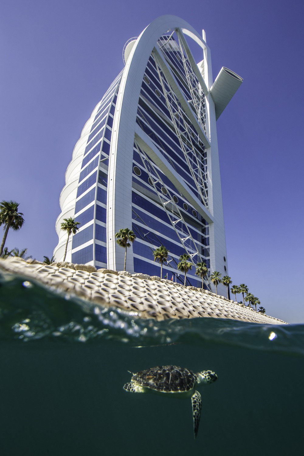 JUMEIRAH GROUP FEIERT AM „WORLD TURTLE DAY“ ENGAGEMENT ZUM SCHUTZ DER MEERE