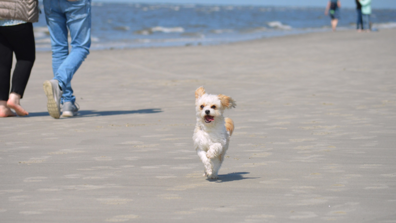 Urlaub mit Hund: Einreisebestimmungen beachten