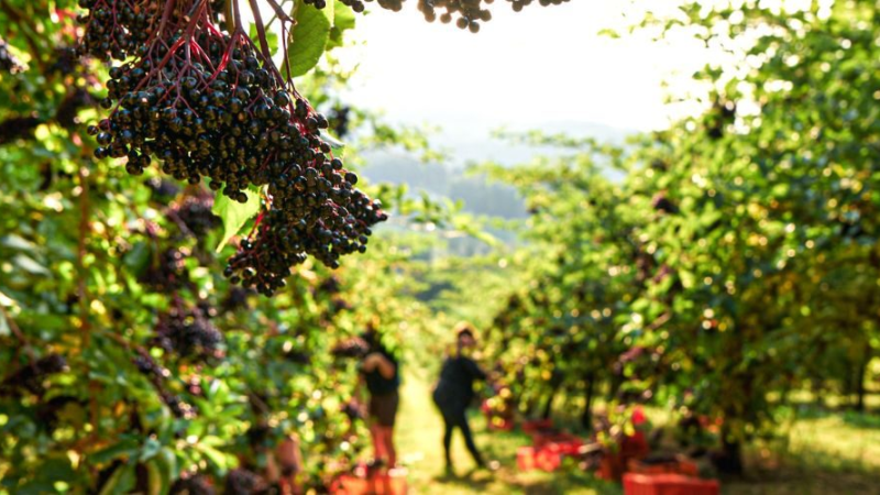 Holunderanbau: In der Steiermark wächst der Edelholunder