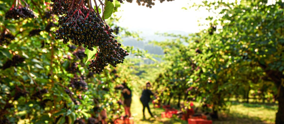 Holunderanbau: In der Steiermark wächst der Edelholunder