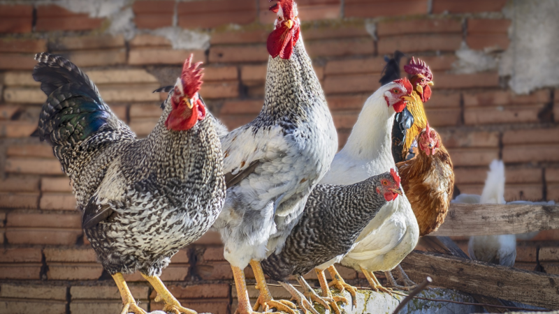 Biene, Huhn oder Ziege im Garten: Geht das?