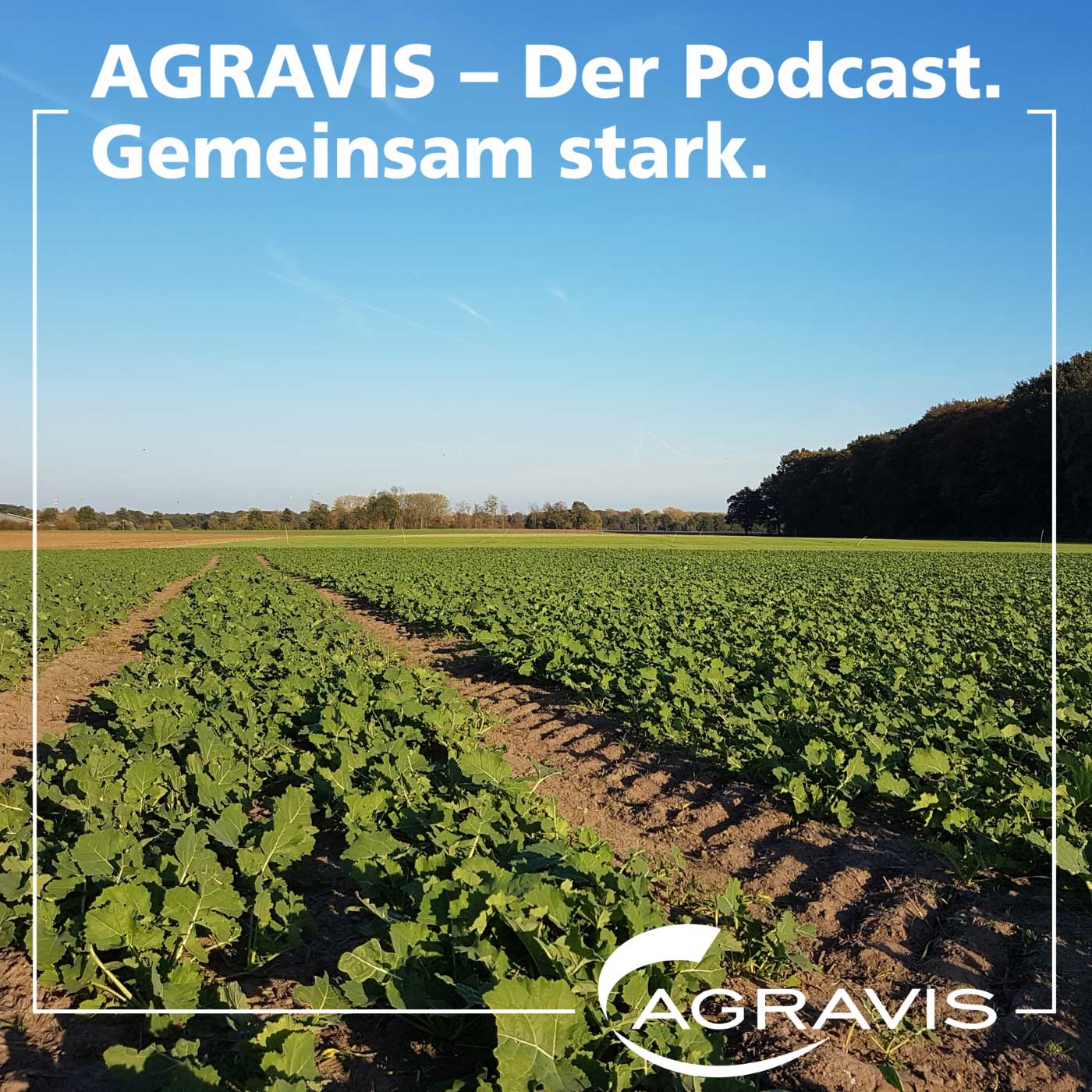 AGRAVIS-Podcast: Tipps für die Rapsaussaat