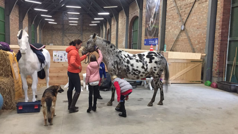 Neue Reitschule für Kinder in Köln Rodenkirchen