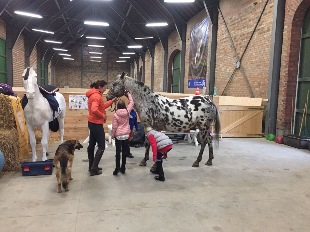 Neue Reitschule für Kinder in Köln Rodenkirchen