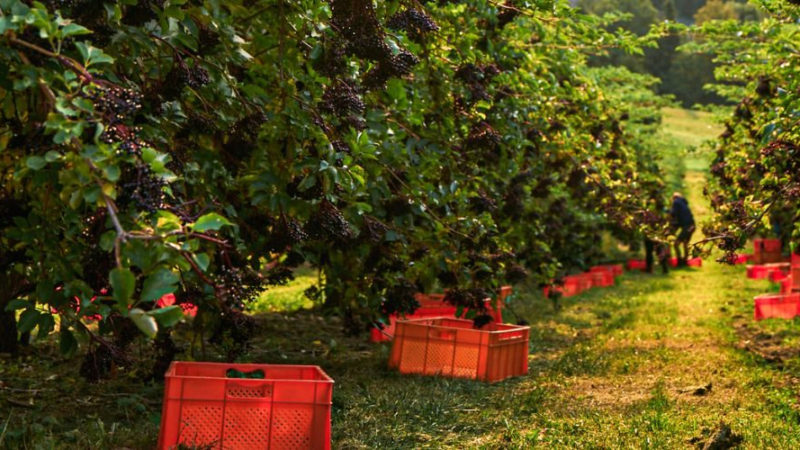 Erntezeit: Wann sind Holunderbeeren reif?