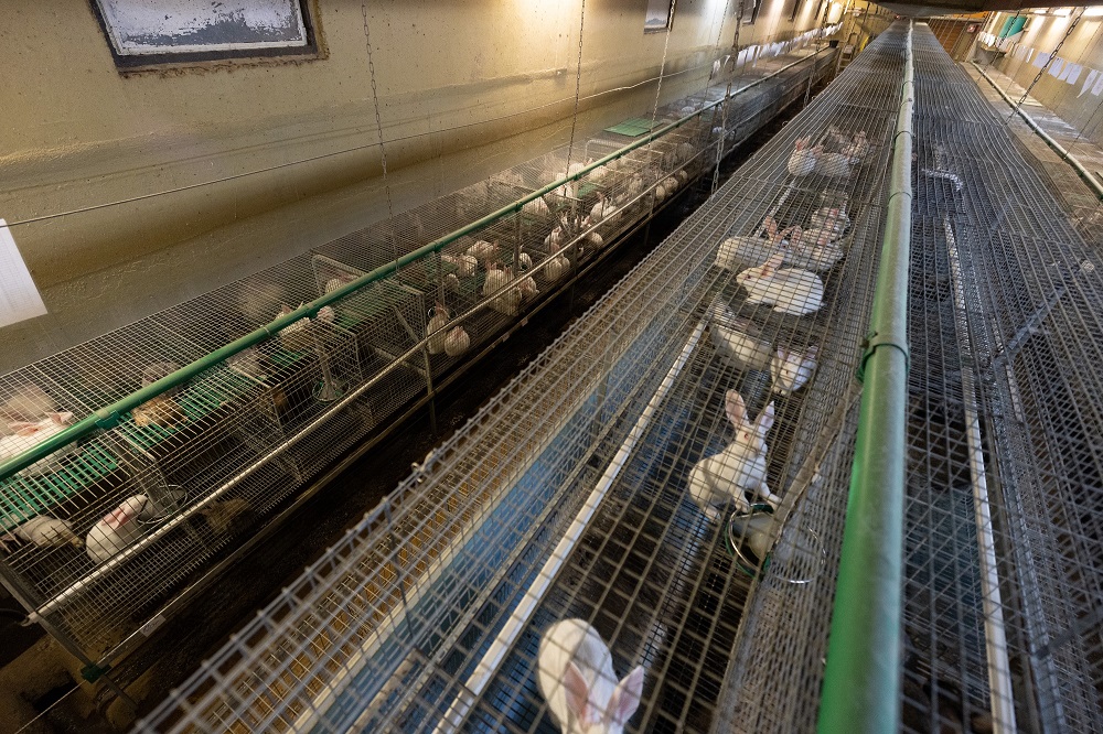 Deutsches Tierschutzbüro gewinnt gegen größten Kaninchenzüchter Deutschlands, Dr. Zimmermann GbR, vor Oberlandesgericht Stuttgart