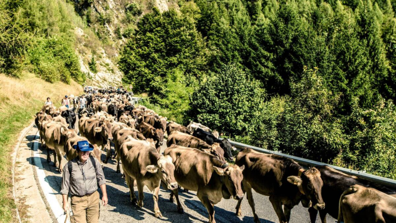 Transumanza: Bressanvido (VI) feiert den Almabtrieb von 600 Rindern aus dem Hochgebirge ins Tal