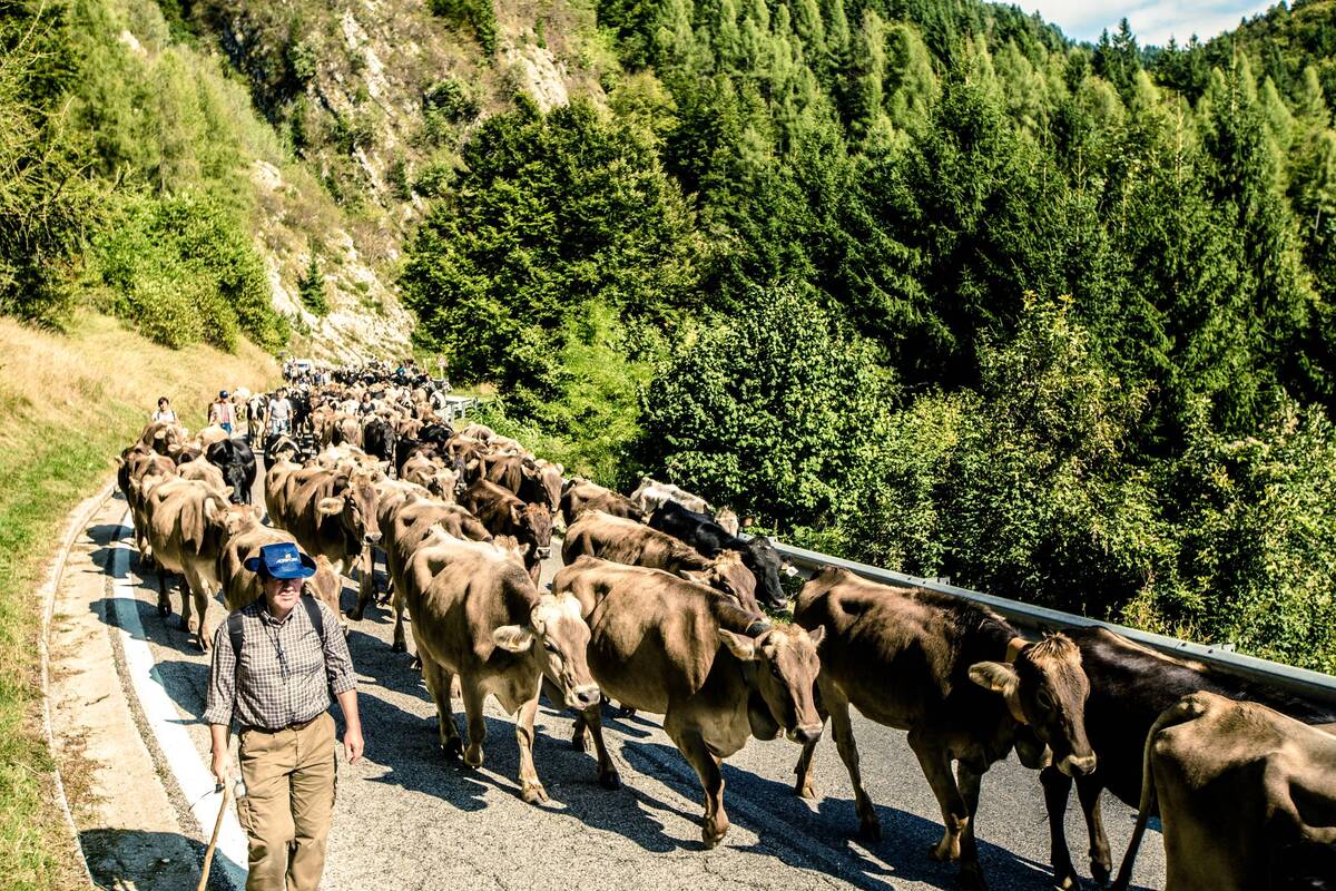 Transumanza: Bressanvido (VI) feiert den Almabtrieb von 600 Rindern aus dem Hochgebirge ins Tal