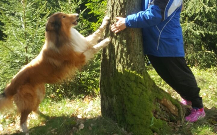 Besonders in Bezug auf Senioren spielen Hunde eine bedeutende Rolle als treue Begleiter und emotionale Stützen.