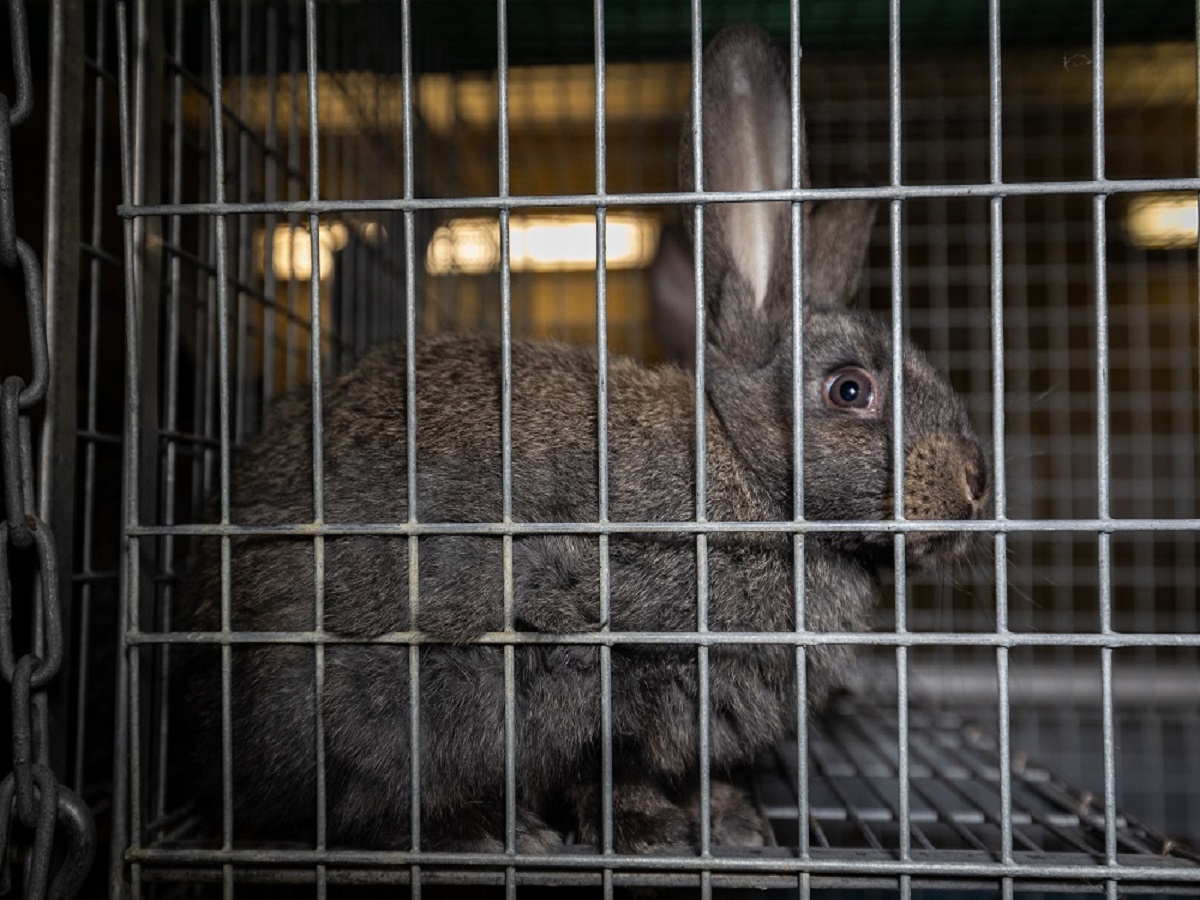 Staatsanwaltschaft ermittelt weiterhin wegen möglicher Tierquälerei in Deutschlands größter Kaninchenzucht, der Dr. Zimmermann GbR in Abtsgmünd