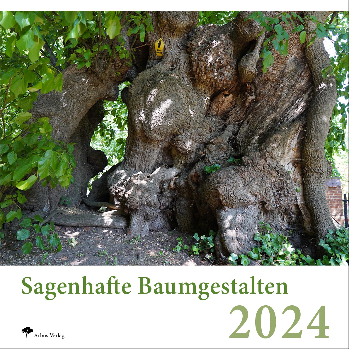 DIE besonderen Baumkalender für 2024: Sagenhafte Baumgestalten & Baumleben – Faszination pur mit ganz besonderen Bäumen aus ganz Deutschland