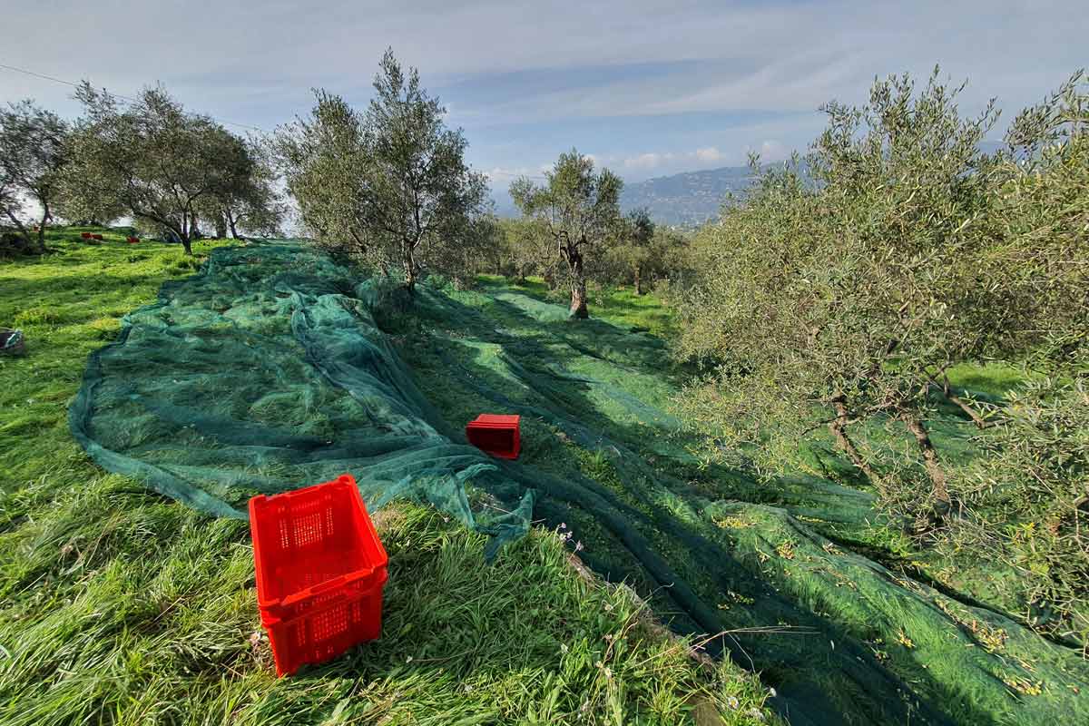 Krise des Bio-Oliven-Anbaus: Landwirte gründen Hilfsfonds