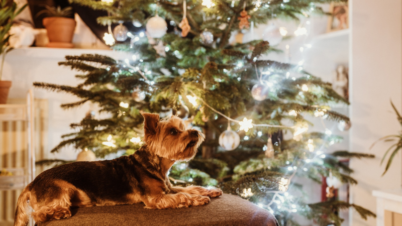 Weihnachtsgebäck ist für Haustiere Gift