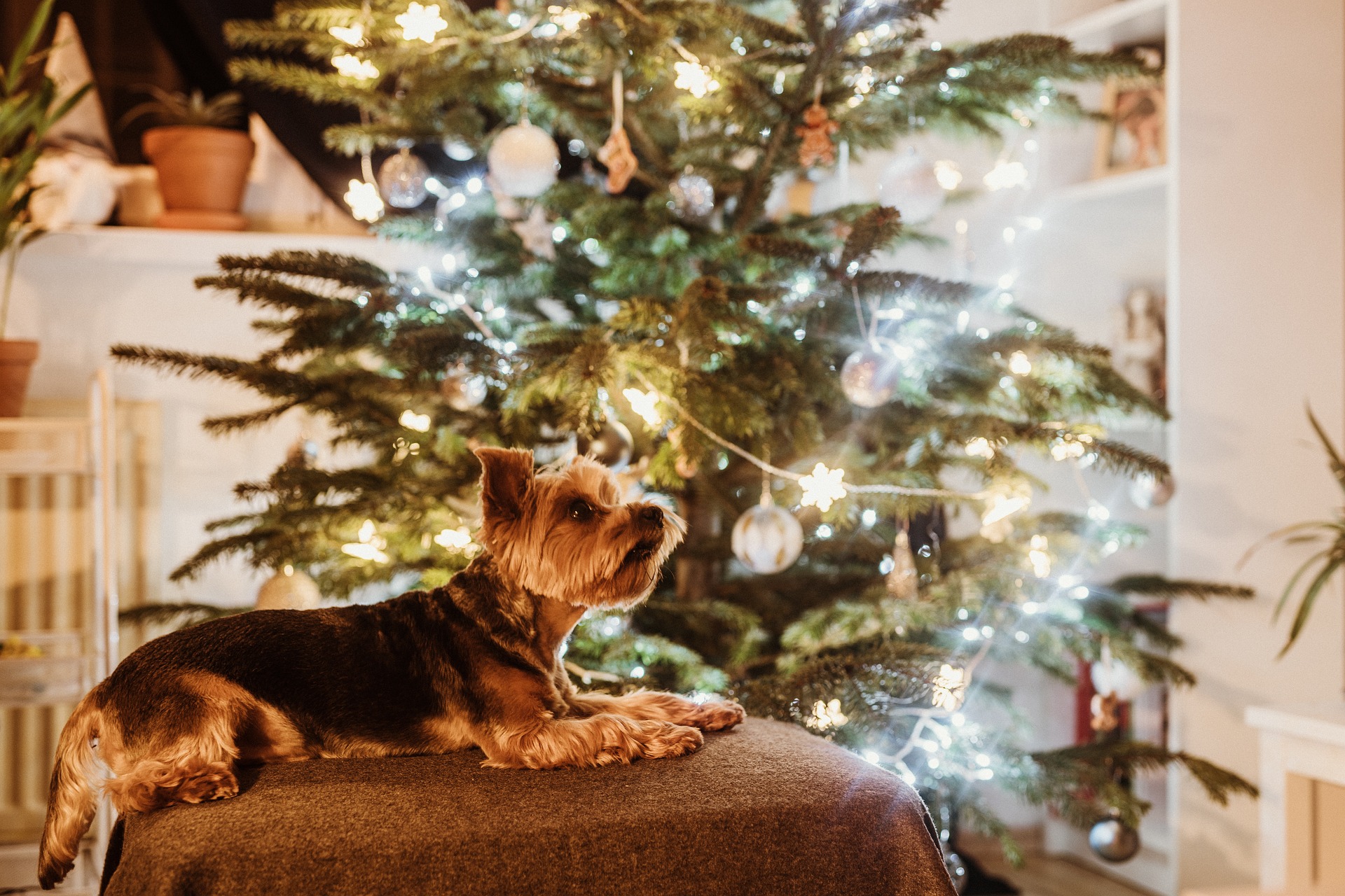 Weihnachtsgebäck ist für Haustiere Gift