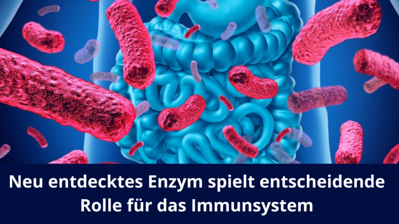 Neu entdecktes Enzym spielt entscheidende Rolle für das Immunsystem