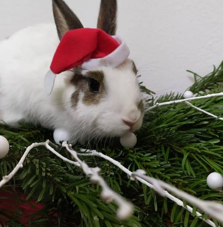 Risikoreiche Weihnachtszeit für Hund und Katze