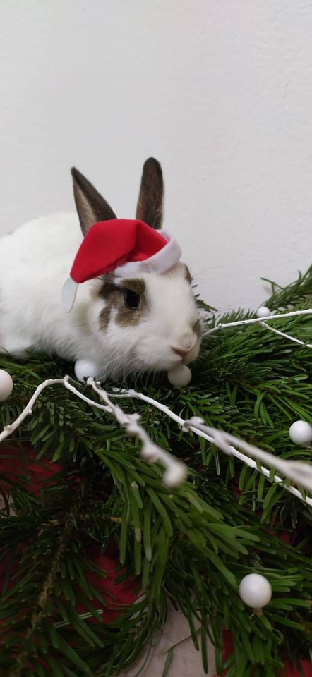 Risikoreiche Weihnachtszeit für Hund und Katze