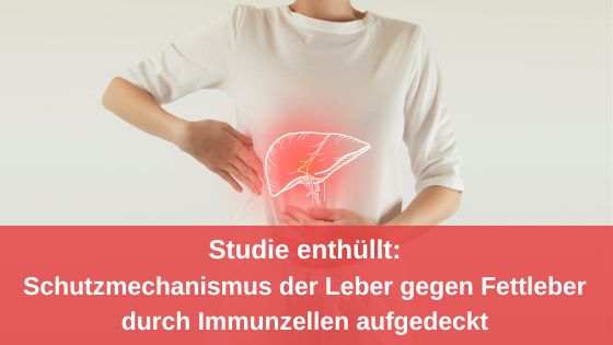 Studie enthüllt: Schutzmechanismus der Leber gegen Fettleber durch Immunzellen aufgedeckt