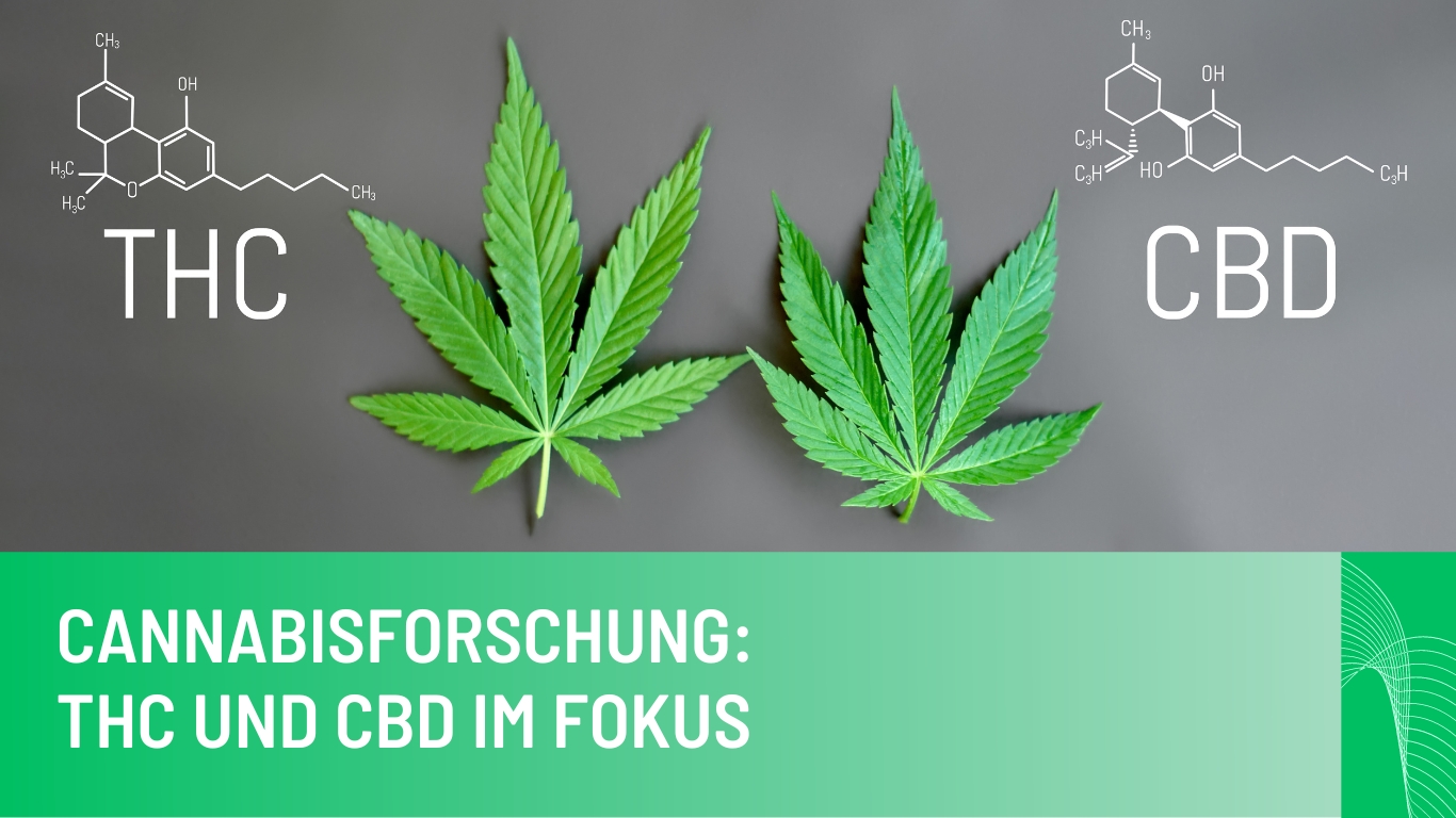 Cannabisforschung: THC und CBD im Fokus – Europas Zurückhaltung