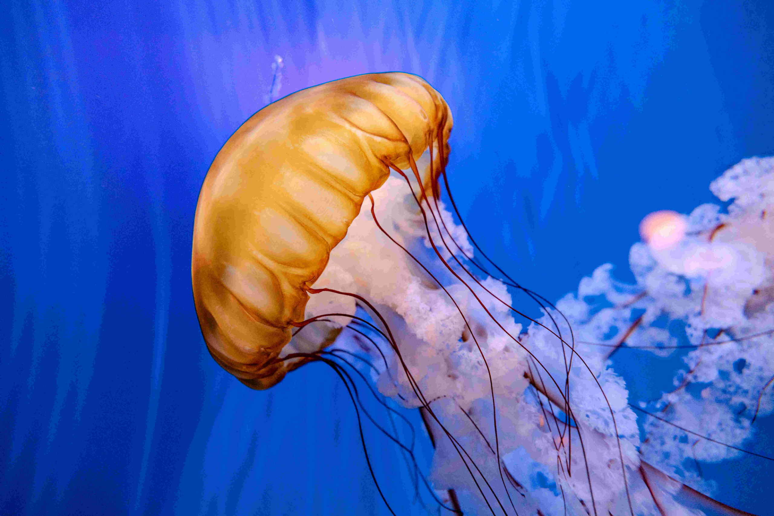 Virginia Aquarium & Marine Science Center: Neues Zuhause für 16 Tierarten