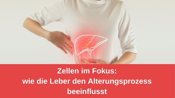 Zellen im Fokus: wie die Leber den Alterungsprozess beeinflusst