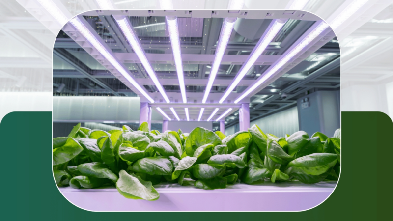 Die Zukunft des Gemüseanbaus liegt in geschlossenen Indoor-Farming-Anlagen