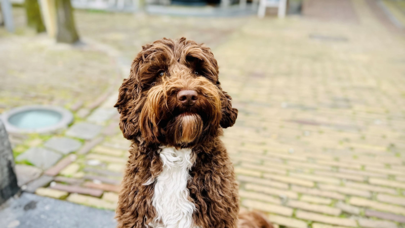 Urlaub mit Hund: Alkmaar lädt zum gemeinsamen Stadtluft schnuppern ein