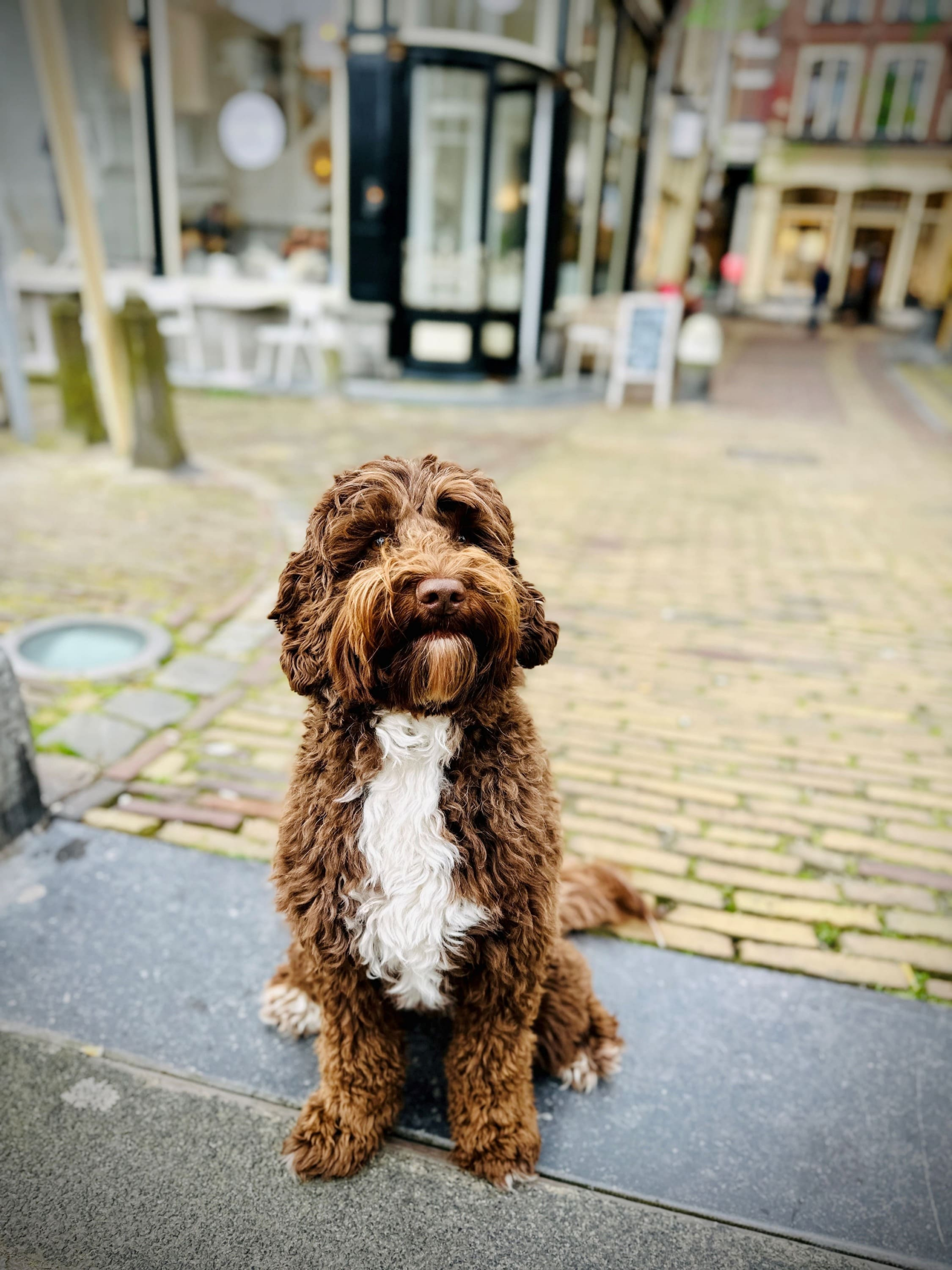 Urlaub mit Hund: Alkmaar lädt zum gemeinsamen Stadtluft schnuppern ein