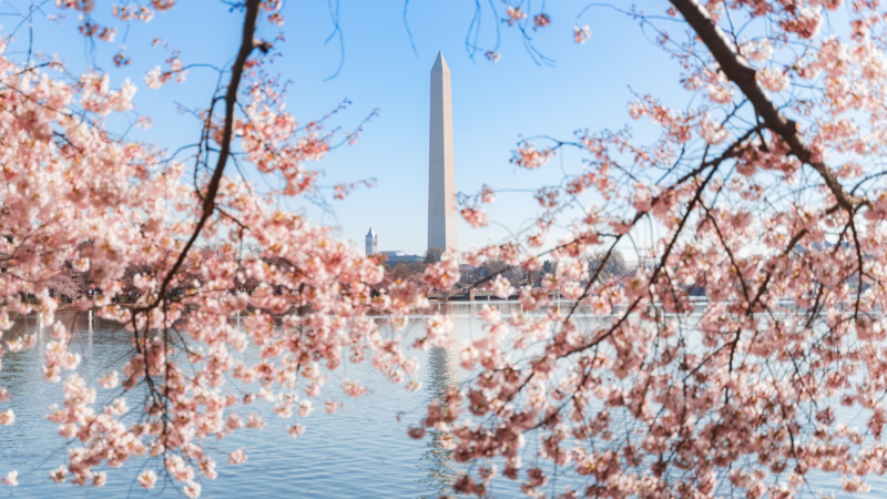 Die Hauptstadtregion der USA feiert den Frühling