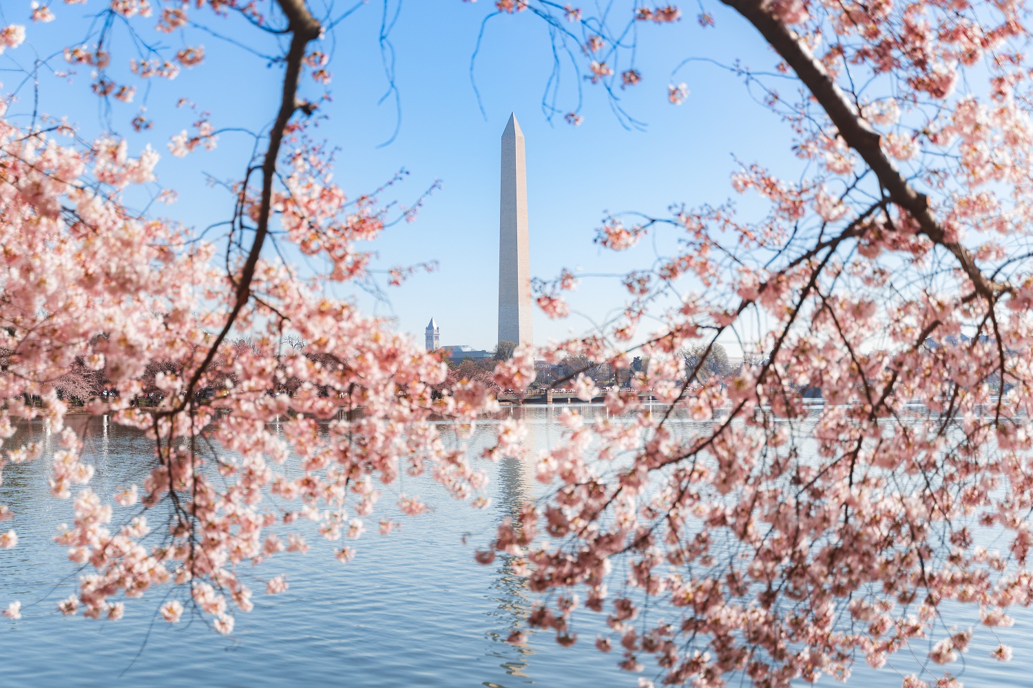 Die Hauptstadtregion der USA feiert den Frühling