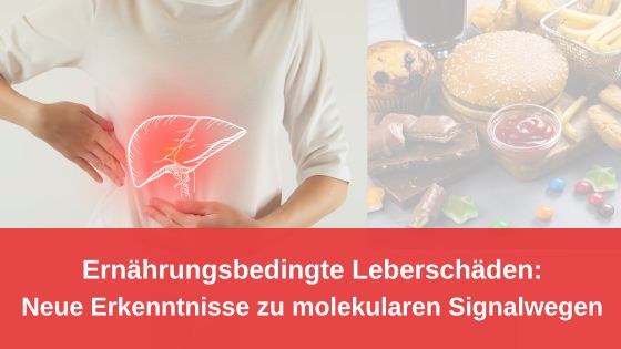 Ernährungsbedingte Leberschäden: Neue Erkenntnisse zu molekularen Signalwegen